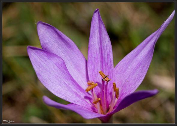 La Pernía, un mar de flores La Pernía, un mar de flores