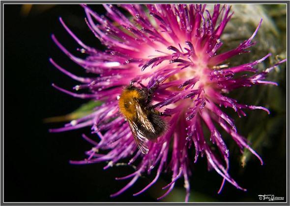 La Pernía, un mar de flores La Pernía, un mar de flores