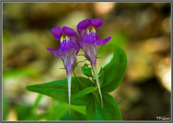 La Pernía, un mar de flores La Pernía, un mar de flores