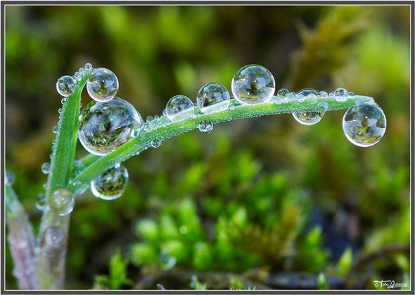 La Pernía, un mar de flores La Pernía, un mar de flores