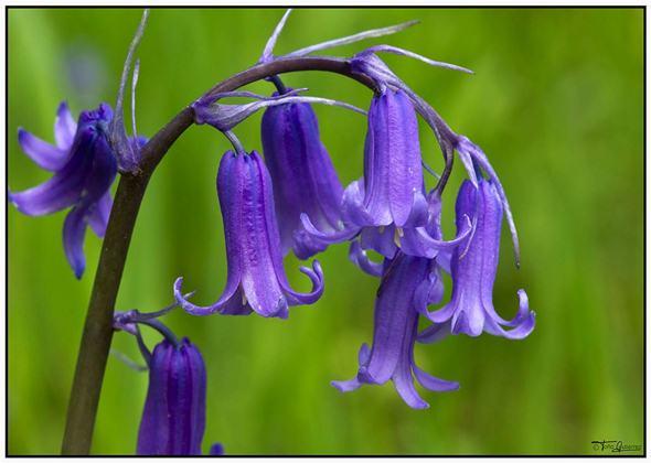 La Pernía, un mar de flores La Pernía, un mar de flores