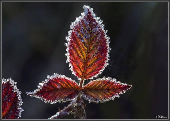 La Pernía, un mar de flores La Pernía, un mar de flores