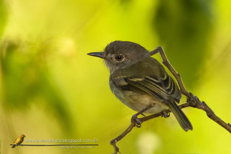 Mosqueta ojo dorado (Pearly-vented Tody-Tyrant) Mosqueta ojo dorado (Pearly-vented Tody-Tyrant)