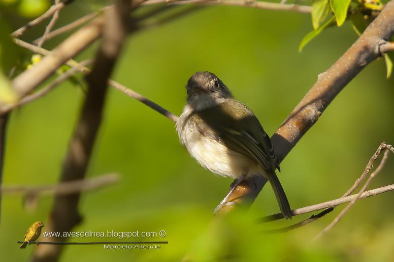 Mosqueta ojo dorado (Pearly-vented Tody-Tyrant) Mosqueta ojo dorado (Pearly-vented Tody-Tyrant)