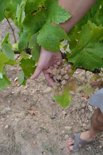 SICUS ( DO. Penedès) Añada, clima, variedad, suelo y trabajo SICUS ( DO. Penedès) Añada, clima, variedad, suelo y trabajo