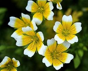 5 Flores para atraer a los insectos limnanthes douglasii2 300x242 5 Flores para atraer a los insectos