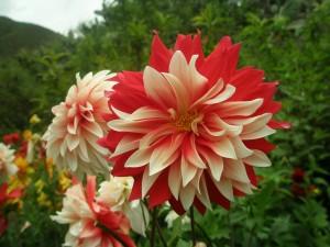 5 Flores para atraer a los insectos am 40859 3472919 933536 300x225 5 Flores para atraer a los insectos