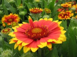 5 Flores para atraer a los insectos gallardía 300x225 5 Flores para atraer a los insectos