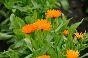 5 Flores para atraer a los insectos 1419086 61384647 300x199 5 Flores para atraer a los insectos