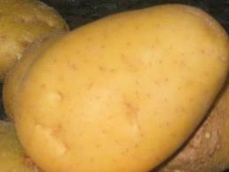 patatas1 La patata: un alimento nutritivo, económico y versátil que no engorda