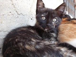 Salma, una preciosa gatita carey en adopción en Murcia