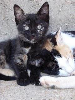 Salma, una preciosa gatita carey en adopción en Murcia