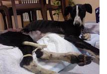 Seguimos buscando casa de acogida para Lolo !!!
El d... Seguimos buscando casa de acogida para Lolo !!!
El d...