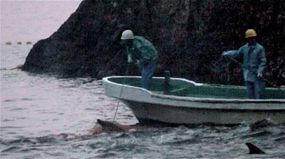 dolphin-stabbed1 The Cove: documental sobre la matanza de delfines en Japón