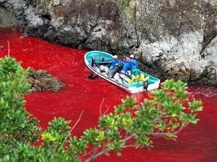The Cove: documental sobre la matanza de delfines en Japón The Cove: documental sobre la matanza de delfines en Japón