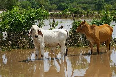 Tormenta Agatha Tormenta Agatha