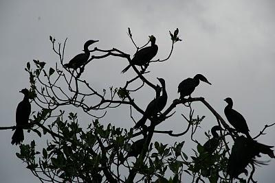 Llegando al caribe desde Rio Dulce y de vuelta a La Antigua Llegando al caribe desde Rio Dulce y de vuelta a La Antigua
