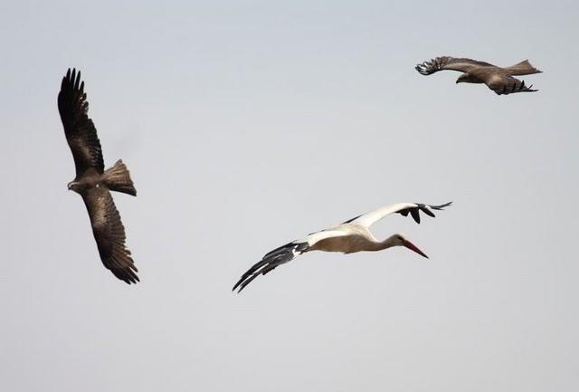 CIGÜEÑAS Y MILANOS-White Stork /Black Kite