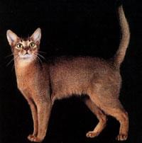 Historia de las razas de gatos Historia de las razas de gatos