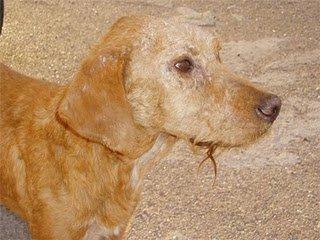 Toledo, perrita en la calle rociada de pegamento y enferma Toledo, perrita en la calle rociada de pegamento y enferma