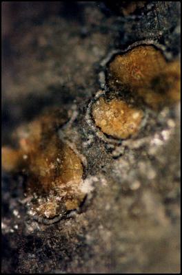 Meteorito ALH84001 muestra evidencia de vida microscópica en Marte Meteorito ALH84001 muestra evidencia de vida microscópica en Marte