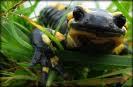 La salamandra común