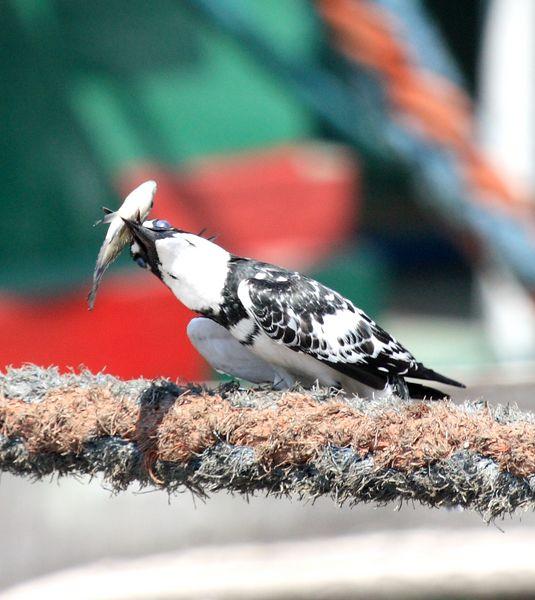 CERYLE RUDIS-MARTIN PESCADOR PIO-PIED KINGFISHER CERYLE RUDIS-MARTIN PESCADOR PIO-PIED KINGFISHER