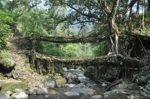 Un inexplicable capricho de la naturaleza