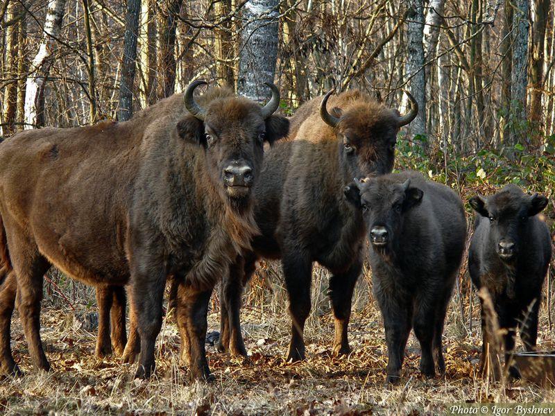 Bienvenido, Mister Bison Bienvenido, Mister Bison