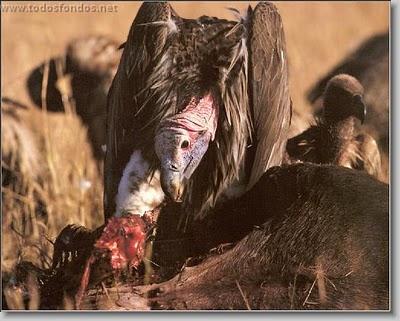 CON DIVISA VERDE Y ORO (3): LA HIPÓTESIS DEL CARROÑERO CON DIVISA VERDE Y ORO (3): LA HIPÓTESIS DEL CARROÑERO