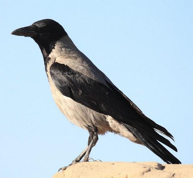 CORNEJA CENICIENTA-CORVUS CORONE CORVIX-HOODED CROW CORNEJA CENICIENTA-CORVUS CORONE CORVIX-HOODED CROW