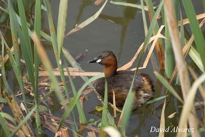 Zampullines e inundaciones Zampullines e inundaciones