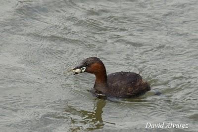 Zampullines e inundaciones Zampullines e inundaciones