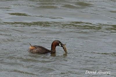 Zampullines e inundaciones Zampullines e inundaciones