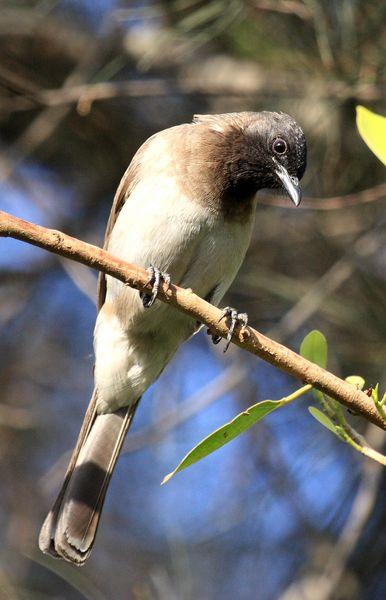 BULBUL NARANJERO-PYCNONOTUS BARBATUS-COMMON BULBUL