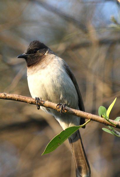 BULBUL NARANJERO-PYCNONOTUS BARBATUS-COMMON BULBUL