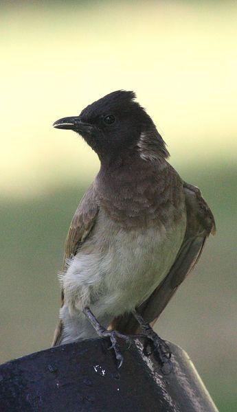 BULBUL NARANJERO-PYCNONOTUS BARBATUS-COMMON BULBUL