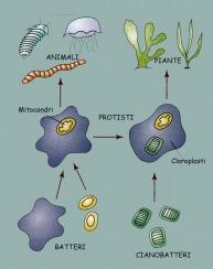 Entendiendo la Evolución. Margulis y la simbiogénesi...