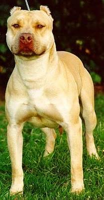 AMERICAN PITBULL TERRIER AMERICAN PITBULL TERRIER