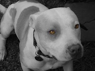 AMERICAN PITBULL TERRIER AMERICAN PITBULL TERRIER