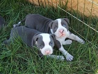 AMERICAN PITBULL TERRIER AMERICAN PITBULL TERRIER