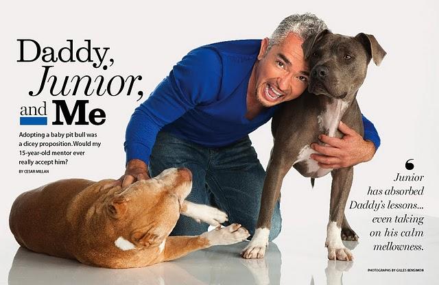 AMERICAN PITBULL TERRIER AMERICAN PITBULL TERRIER