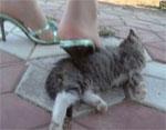 LO MATARON A TACONAZOS Los internautas chinos se movilizan para capturar a la sádica asesina de un gato