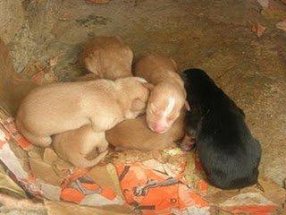 Kelly y sus cachorros en manos de un cazador sin escrupulos. Un caso CASI imposible Kelly y sus cachorros en manos de un cazador sin escrupulos. Un caso CASI imposible