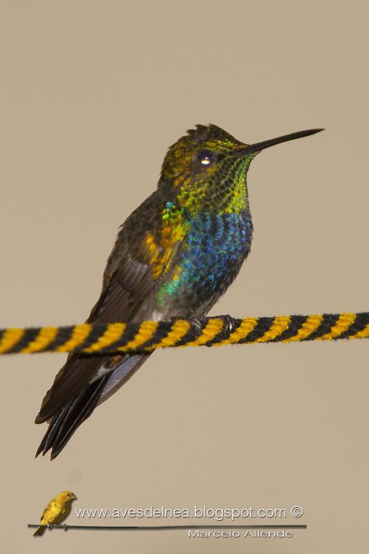 Una nueva especie de Picaflor para mi casa Una nueva especie de Picaflor para mi casa