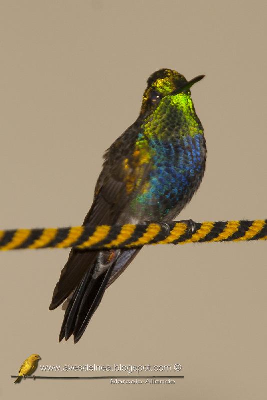 Una nueva especie de Picaflor para mi casa Una nueva especie de Picaflor para mi casa