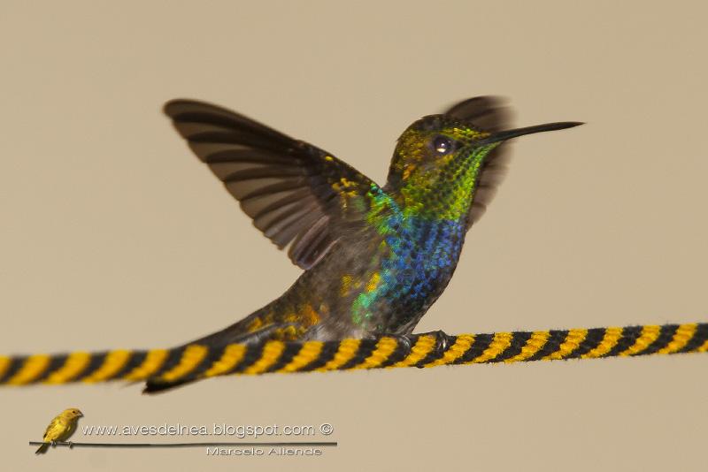 Una nueva especie de Picaflor para mi casa Una nueva especie de Picaflor para mi casa