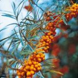 Proyecto BOPKI “Leches Corporales de WELEDA” – mi veredicto Proyecto BOPKI “Leches Corporales de WELEDA” – mi veredicto