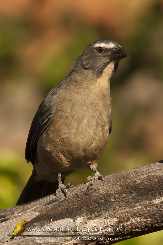 Un nuevo visitante en el comedero Un nuevo visitante en el comedero