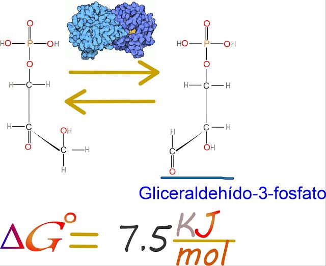 5to paso: Triosa fosfato isomerasa 5to paso: Triosa fosfato isomerasa